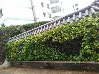 坂田手造文化街立体绿化