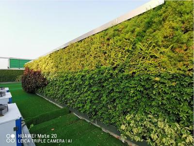江门鹤山植物墙